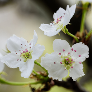 老婆把腿趴开给我看
